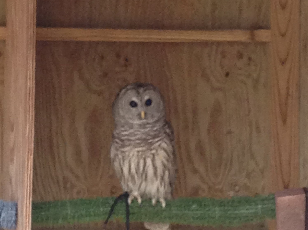 Wildlife Center of Virginia-韦恩斯伯勒必去景点