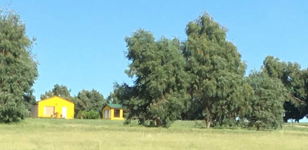 George Divine's Forest主图