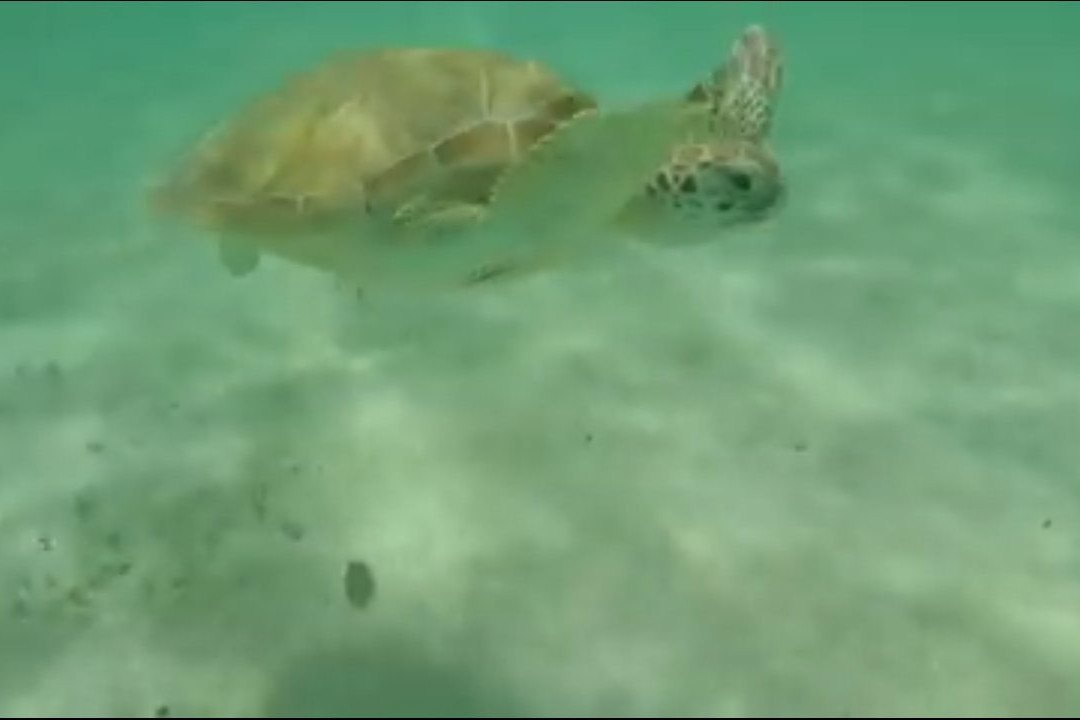 Ti Prens-Saint Francois必去景点