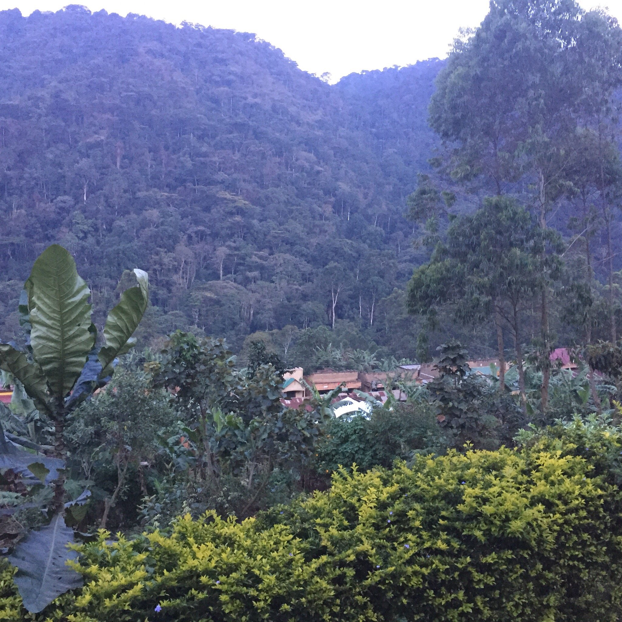 Bwindi Forest Lodge-官方