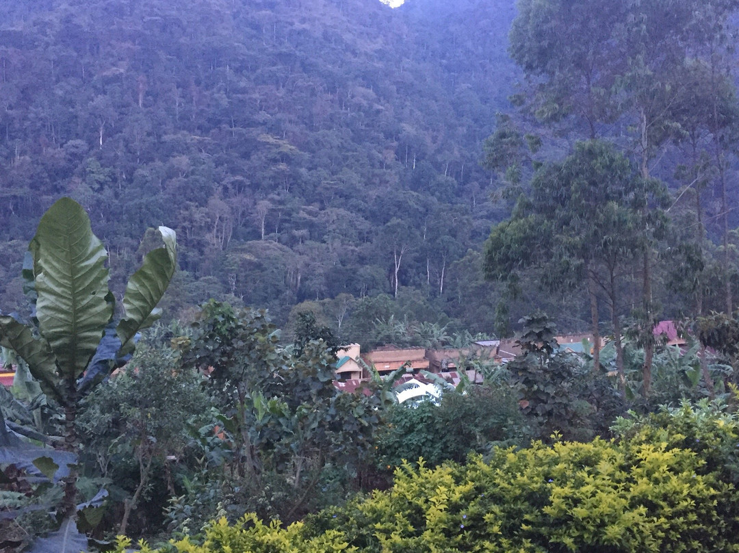 Kambuga酒店住宿-Bwindi Forest Lodge