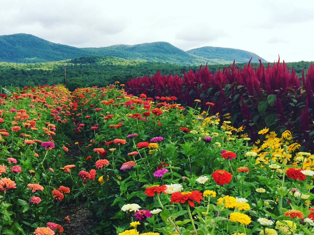 The Swallow's Nest主图