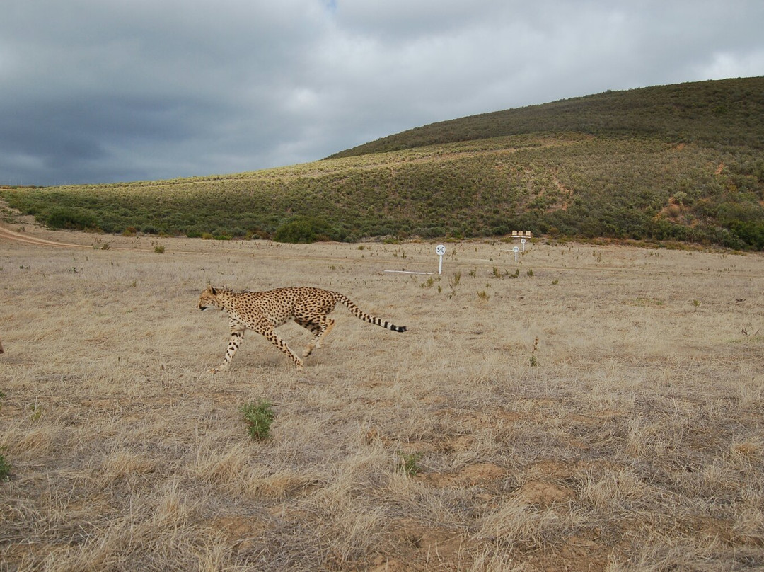 Botrivier旅游景点-Cornell Skop