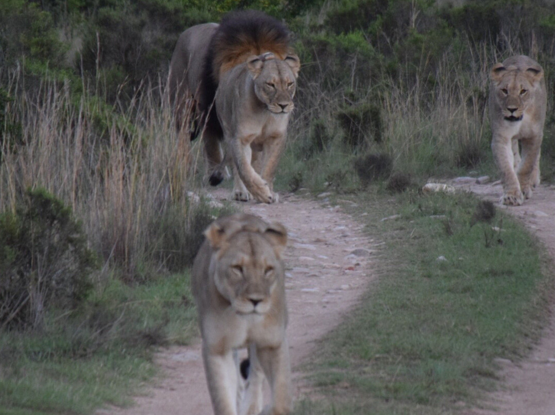 Gondwana Private Game Reserve主图