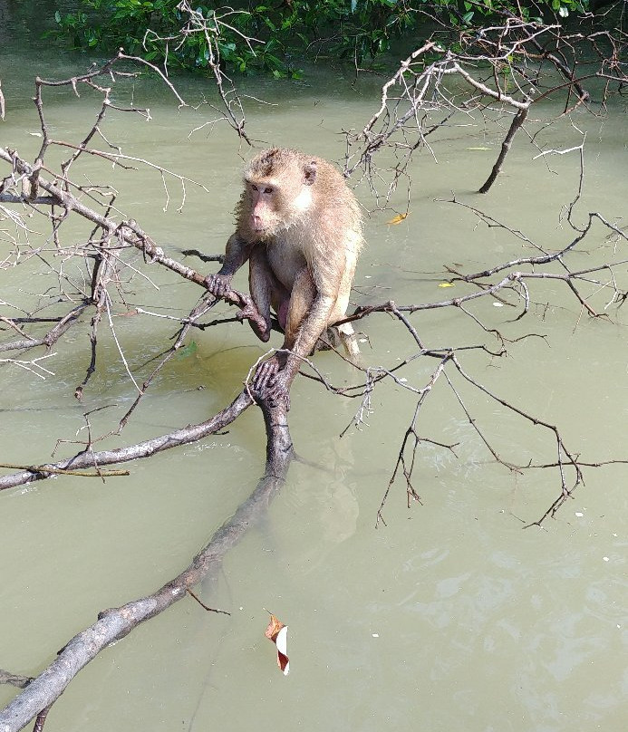 Klong Kone Mangrove Forest景点图片