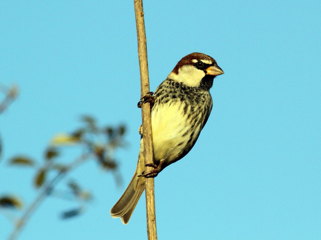 Birding Holidays景点图片