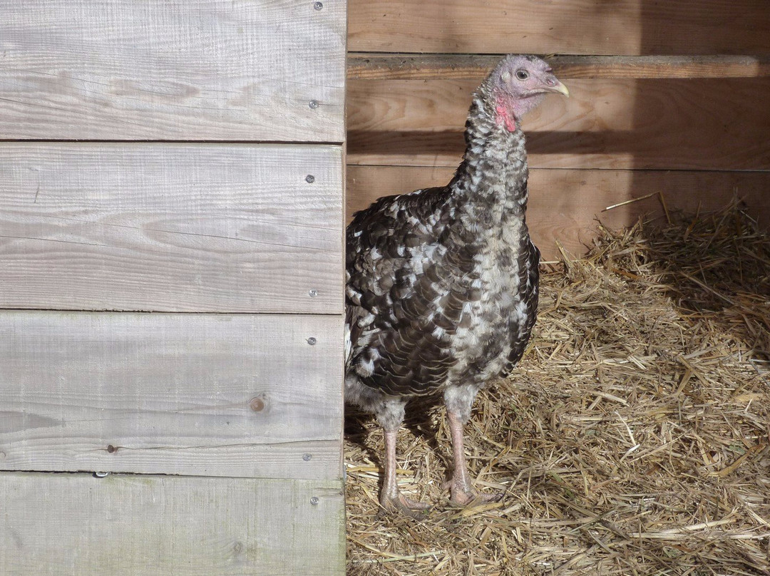 Ferme Pédagogique de Cinquante景点图片