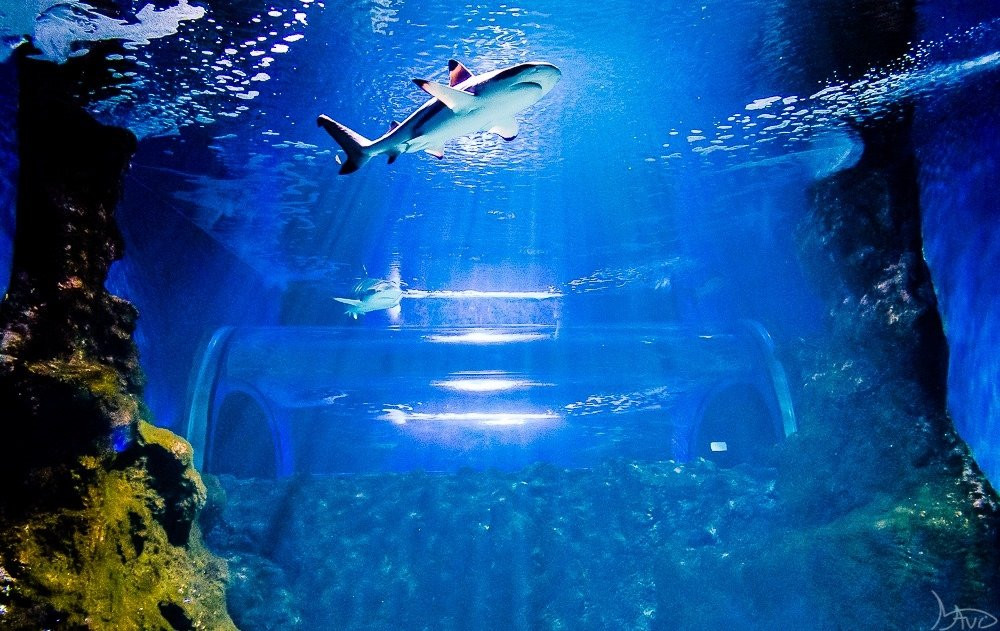 Lanzarote Aquarium景点图片