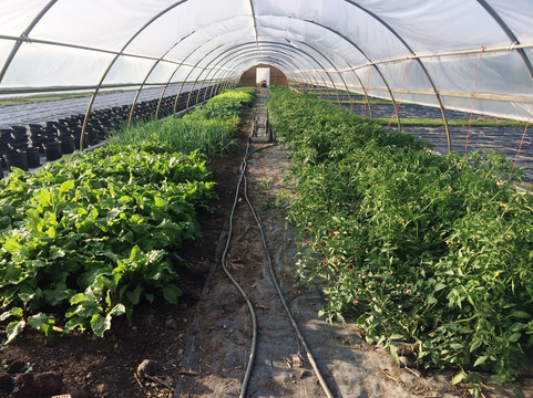 Triple M Farm: Mariah's Mums & More-Clinton必去景点