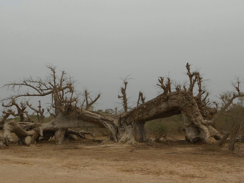 Brousse et Nature-圣路易必去景点