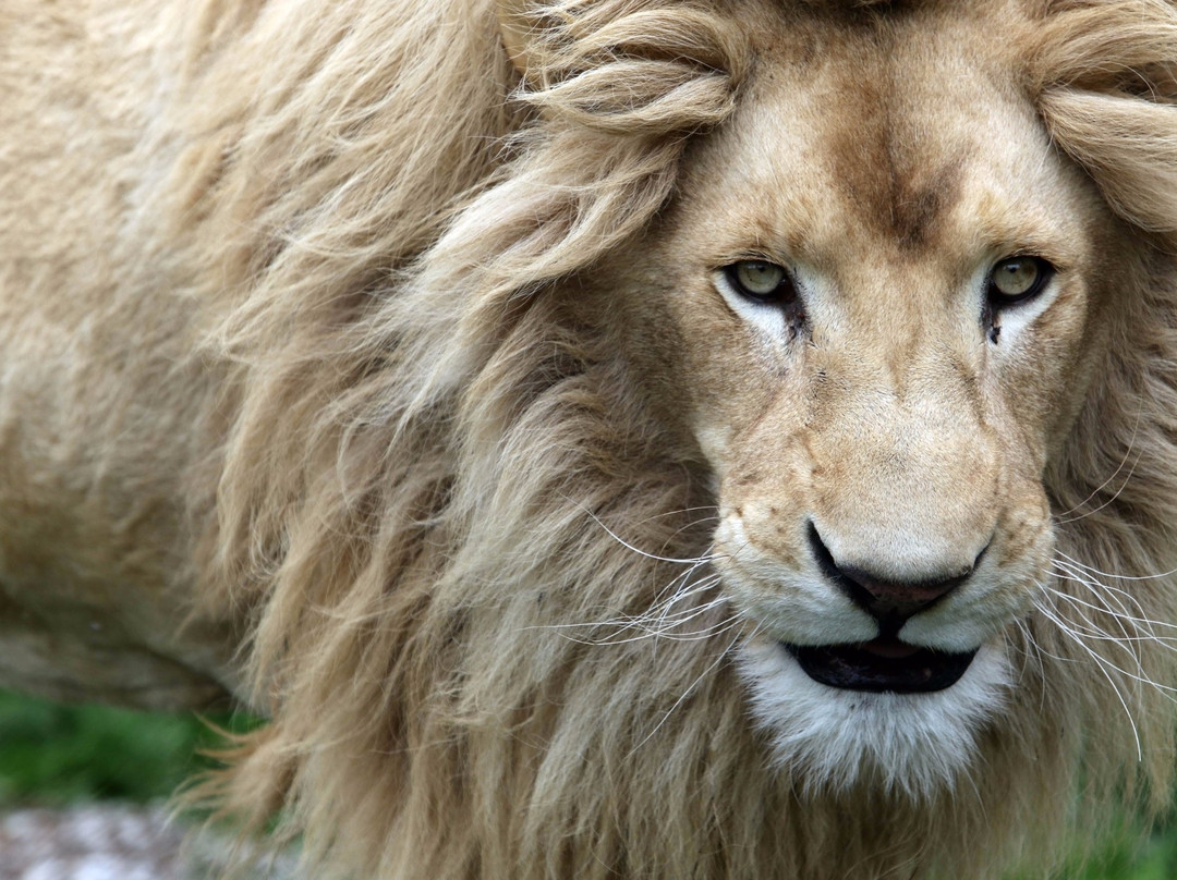 Orono酒店住宿-Safari Getaway