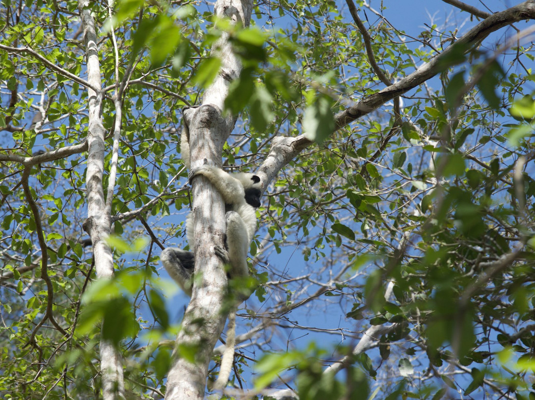 Kirindy Forest Morondava Madagascar景点图片