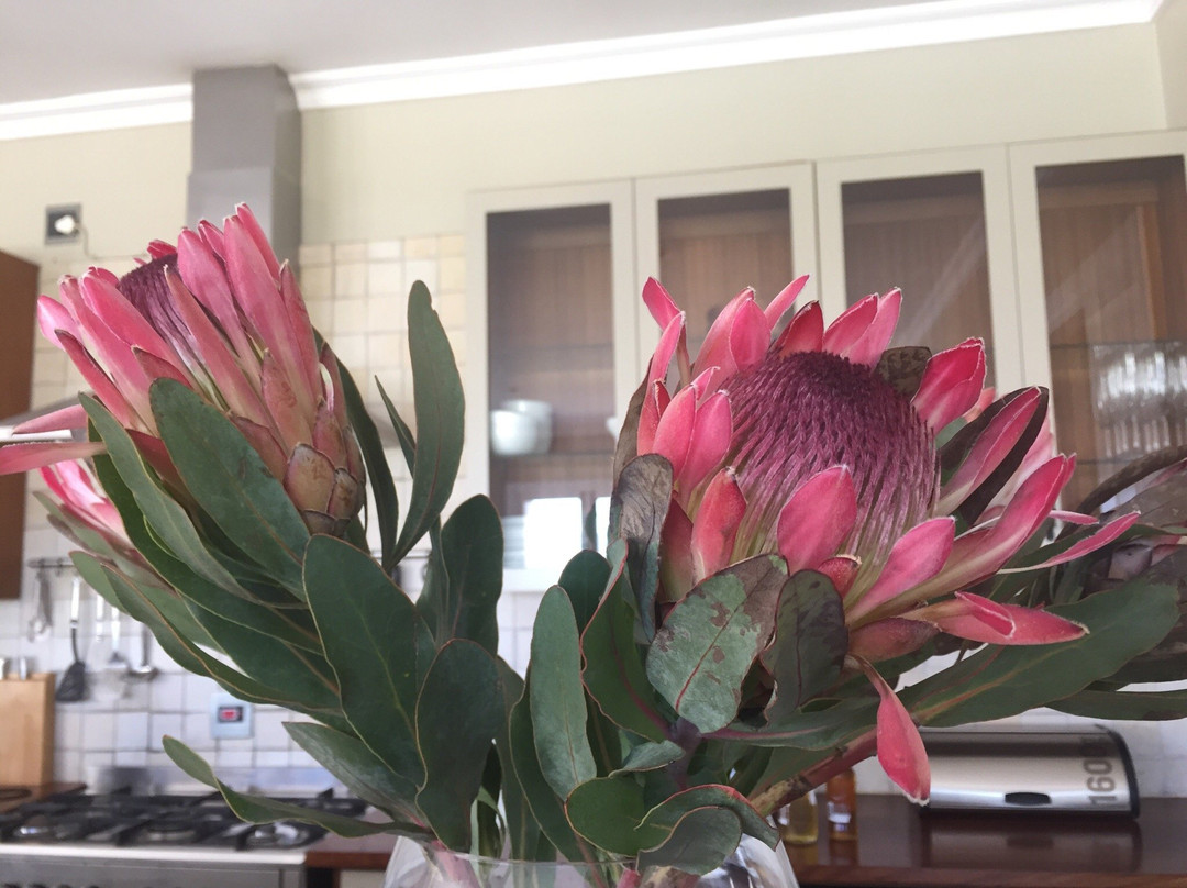 South Hill Vineyards - Elgin Western Cape-Elgin必去景点