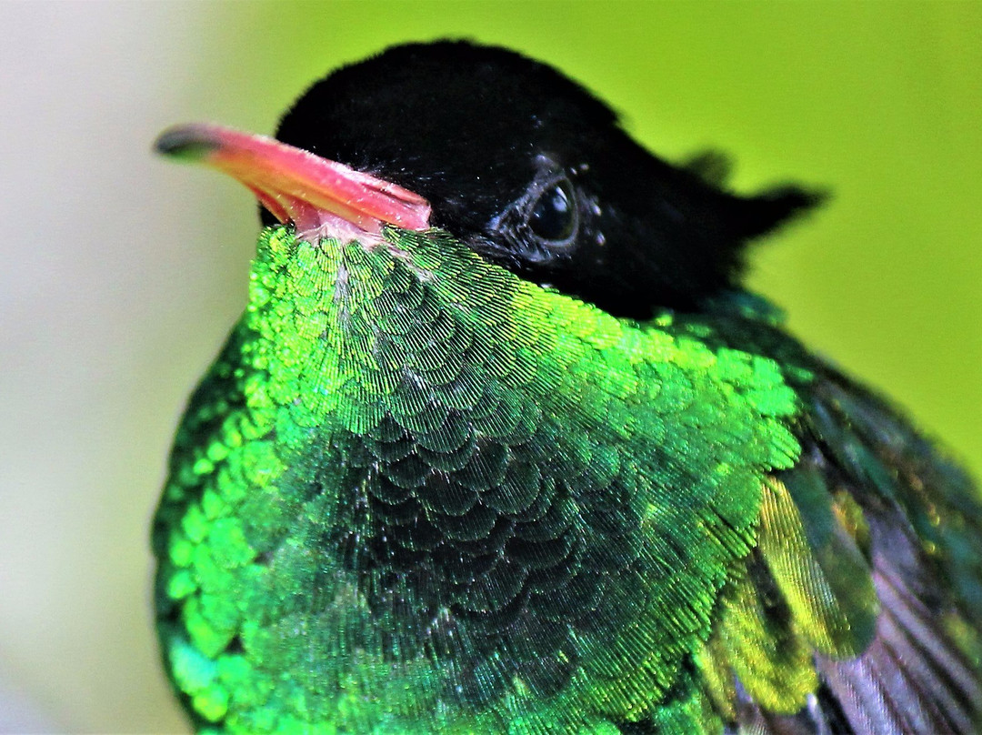Ahhh...Ras Natango Gallery and Garden-蒙特戈贝必去景点