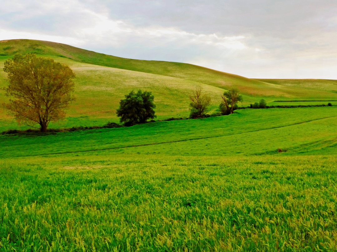 Riserva Naturale Macchia di Gattaceca e Macchia del Barco景点图片