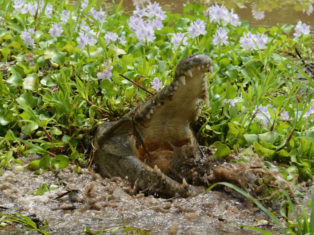 Croclandia & The American Crocodile Sanctuary景点图片