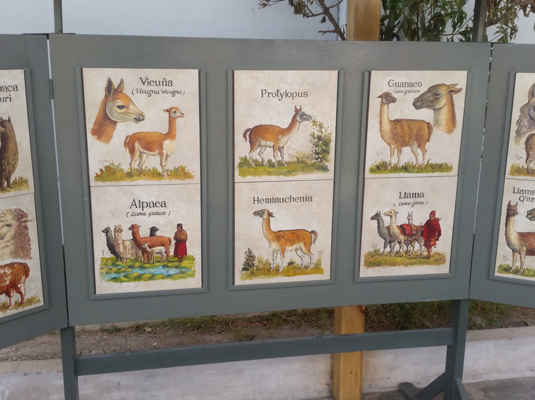 Incalpaca-阿雷基帕必去景点