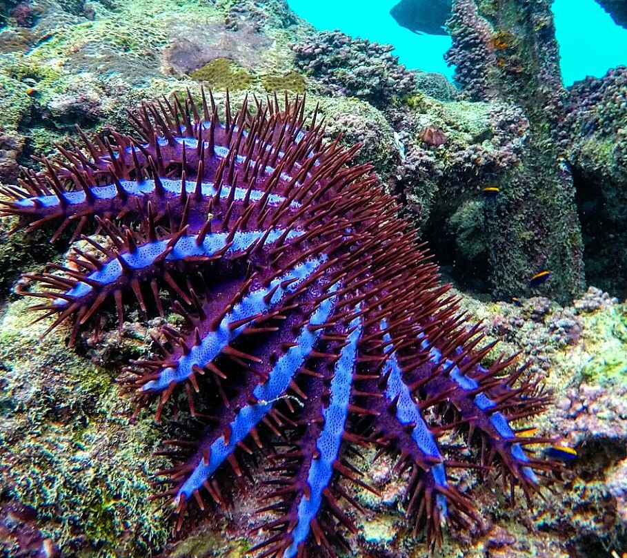 DiveOceanus-欢乐岛必去景点