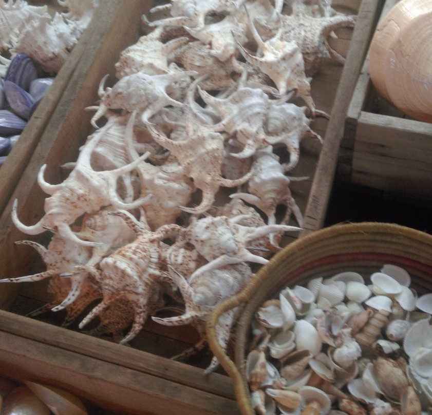 Tienda de Garachico景点图片