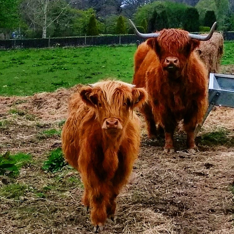 Robertson's - The Larder & Highland Cows - Beauly-Beauly必去景点