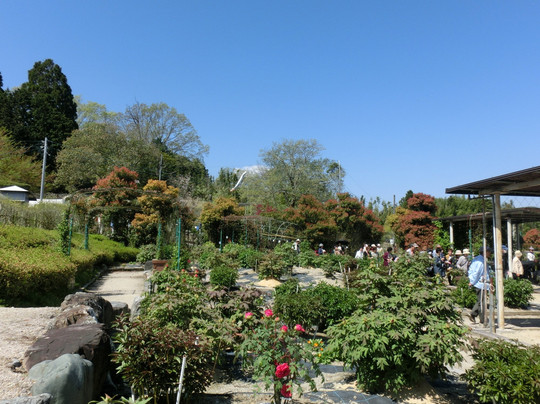 Hino Dahlia Garden