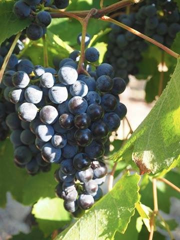 Monichino Wines-Katunga必去景点