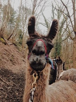 Llama Adventures景点图片