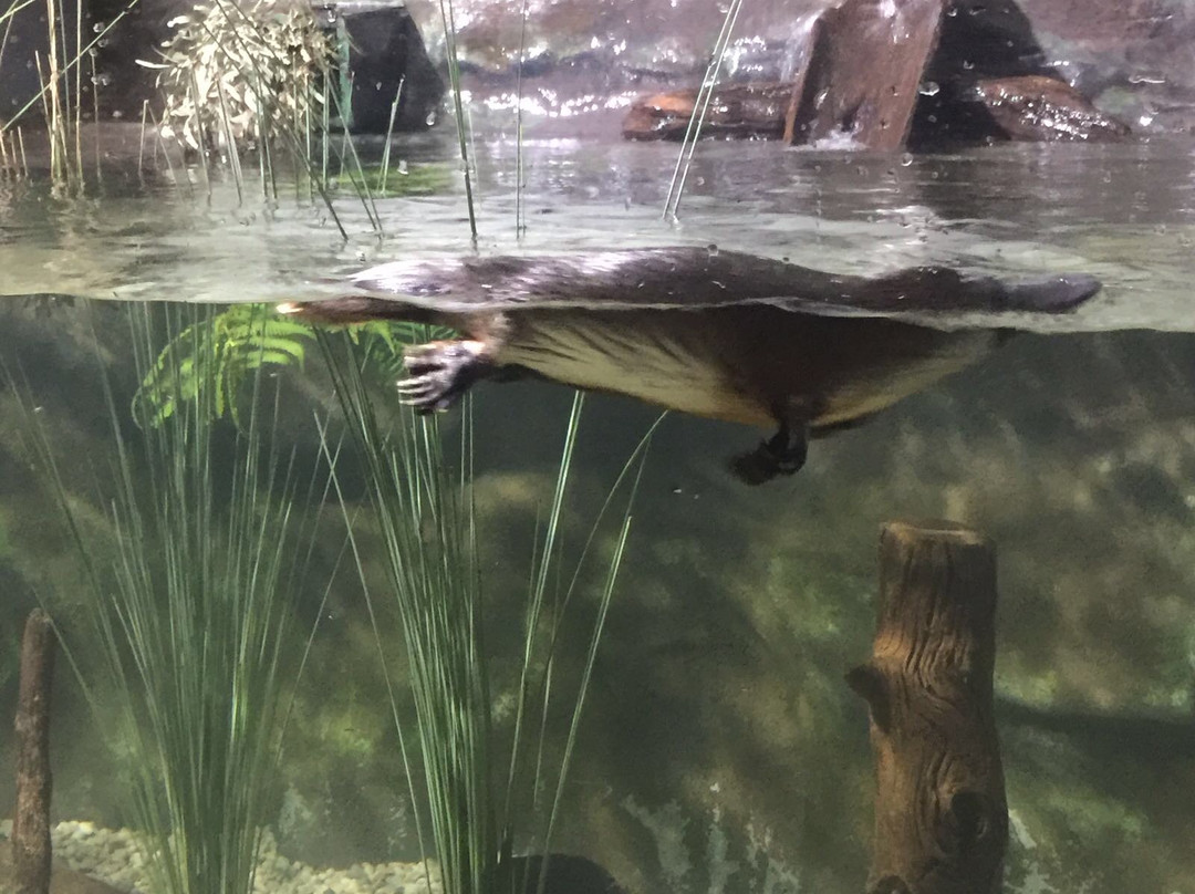 Joy's Tassie Tours-朗塞斯顿必去景点