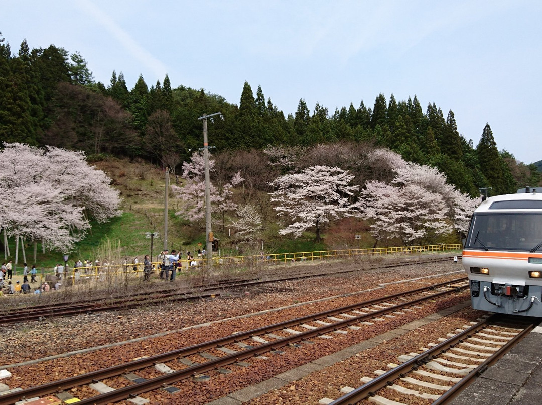 Garyu Park (Garyu Sakura)-高山市必去景点