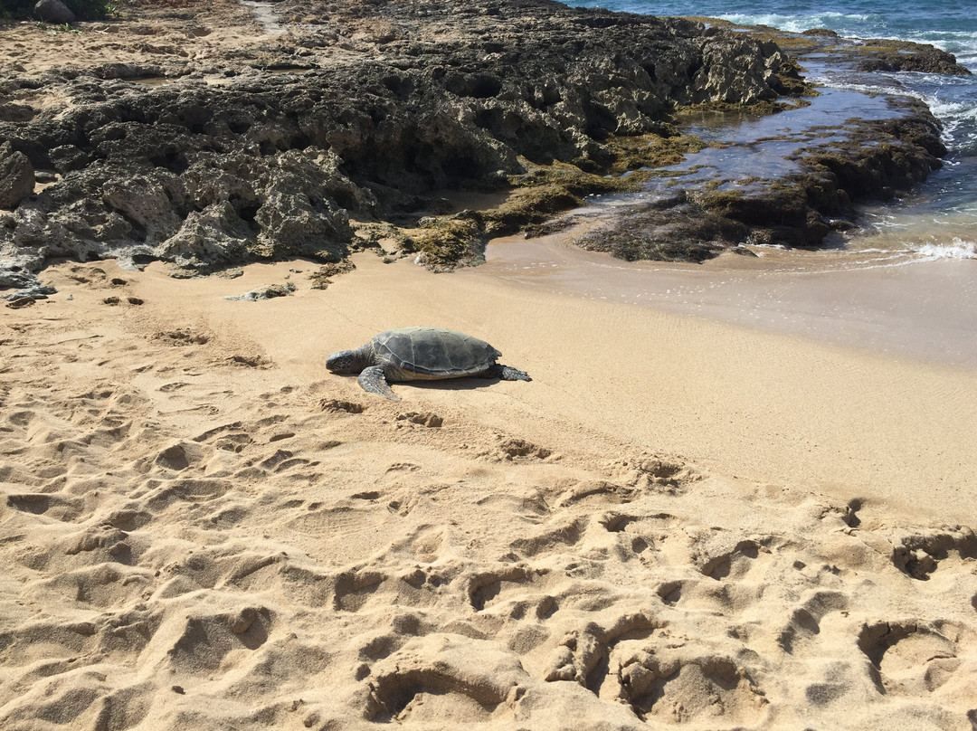 Aki's Beach-怀厄奈必去景点