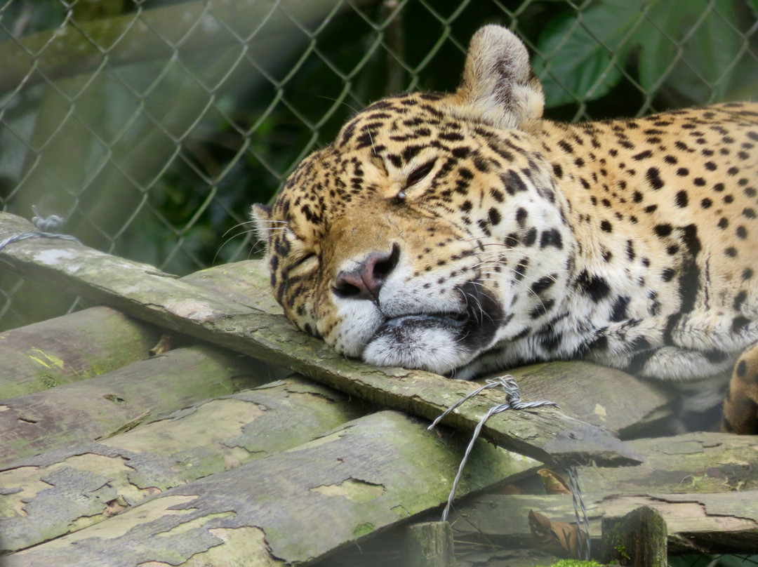 Zoorefugio Tarqui景点图片