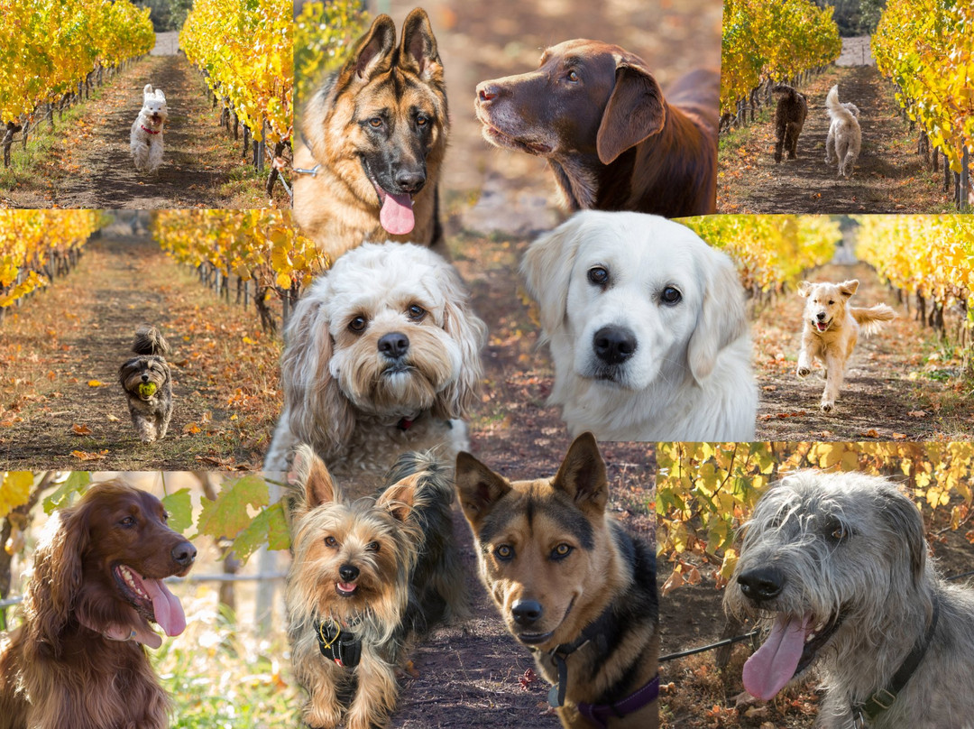 Wobbly Boot Vineyard-Campania必去景点