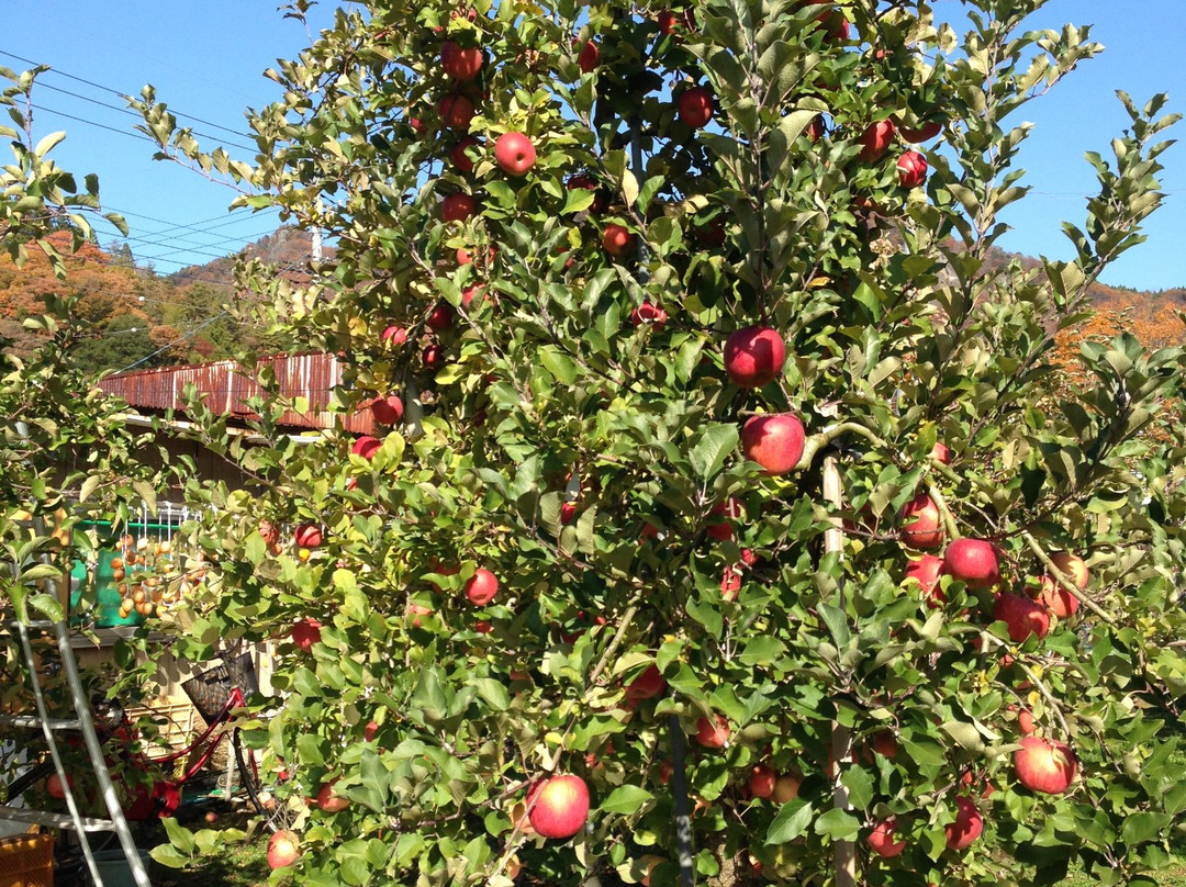 Nemoto Apple Garden景点图片