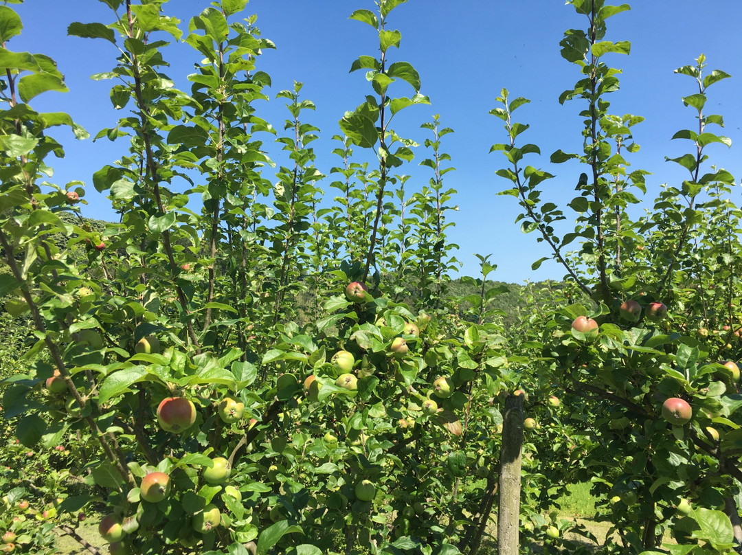 Ampleforth Abbey Orchards景点图片