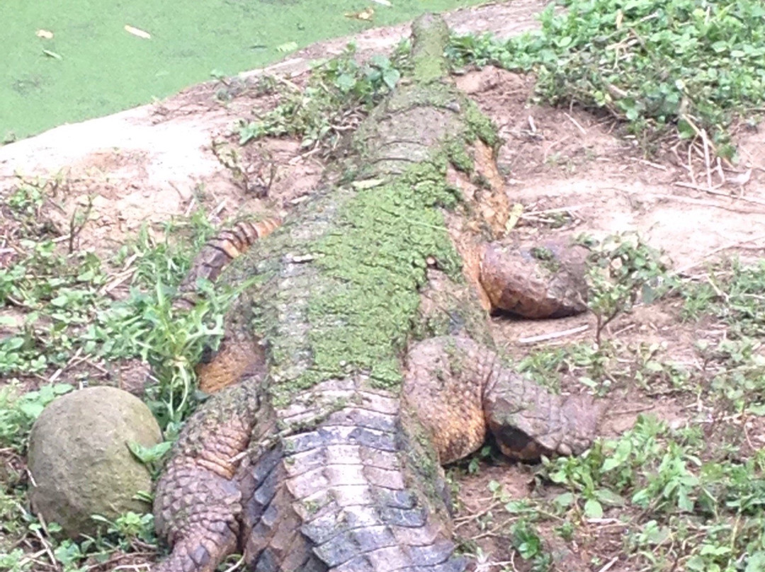 Ndlondlo Reptile Park-巴利托必去景点