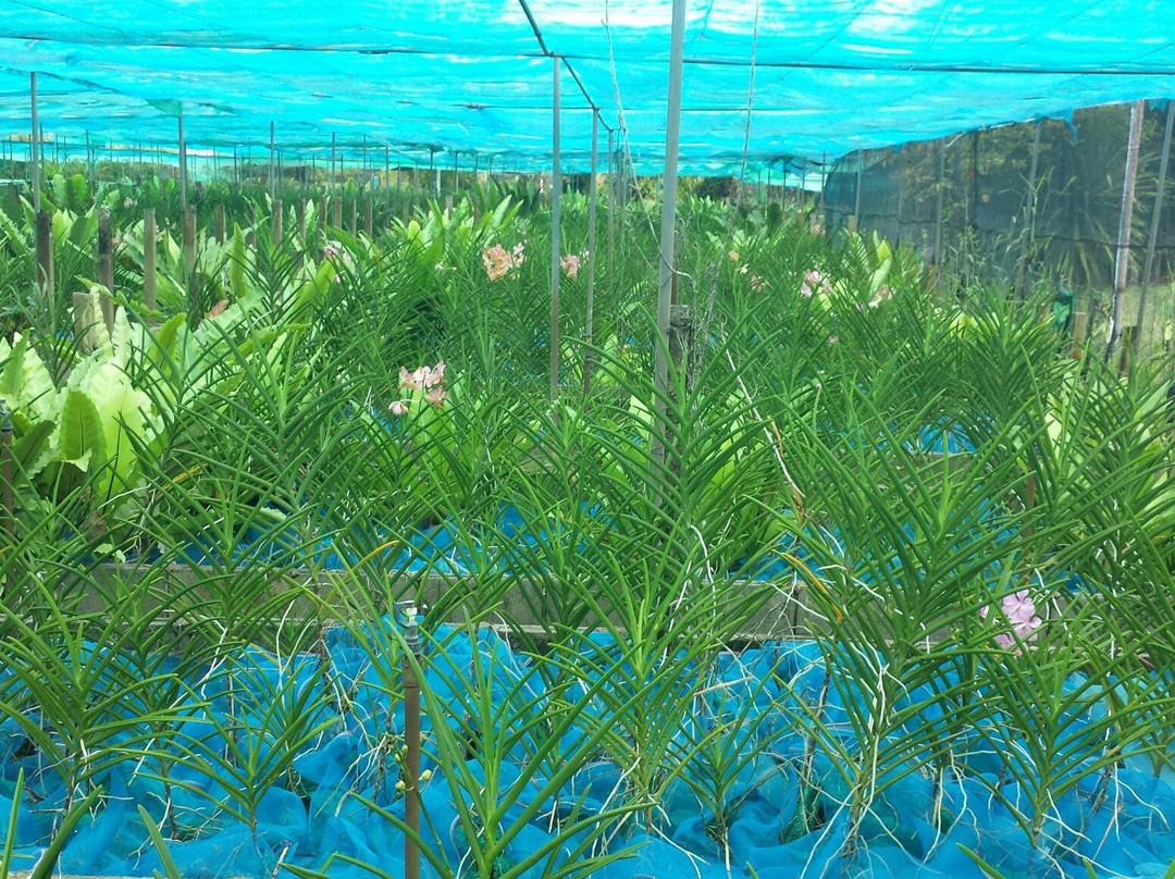 Udon Sunshine Fragrant Orchid Farm景点图片