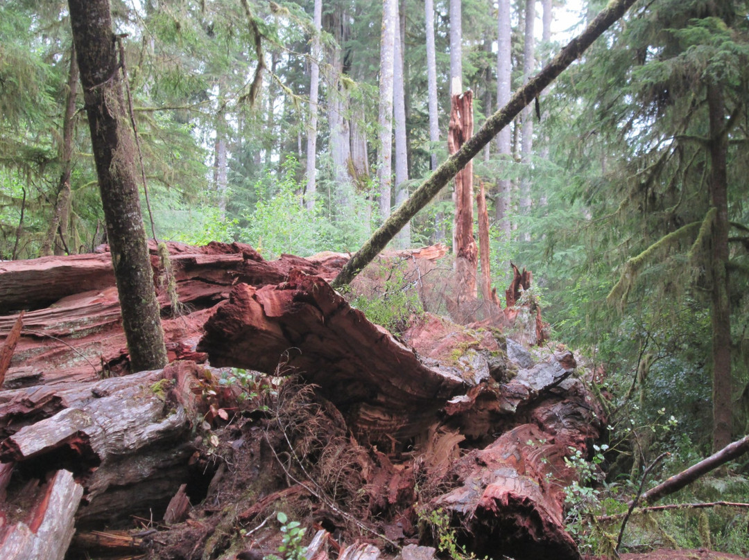 Quinault Big Cedar景点图片