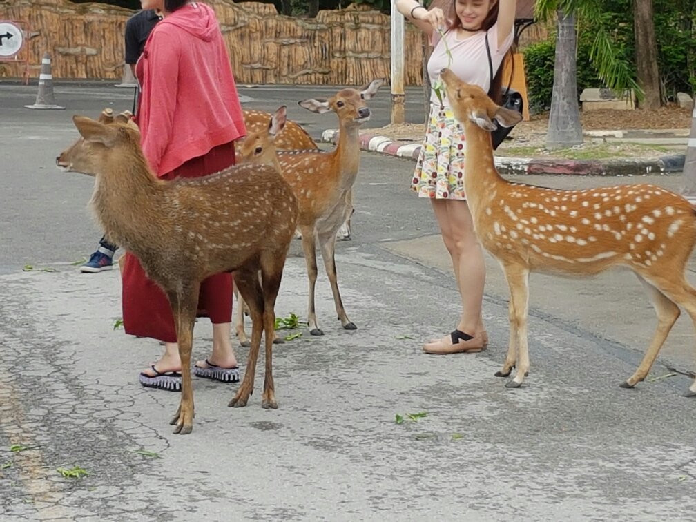 Chiangmai Night Safari