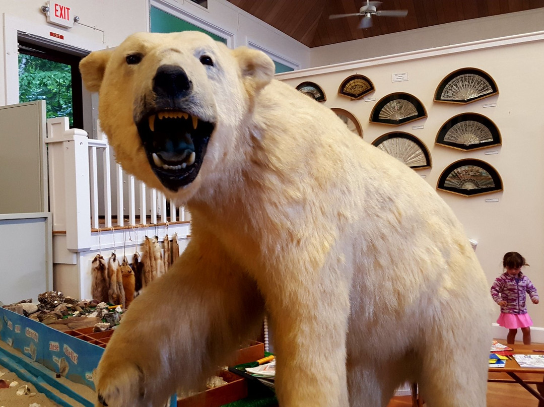 The Libby Museum of Natural History景点图片