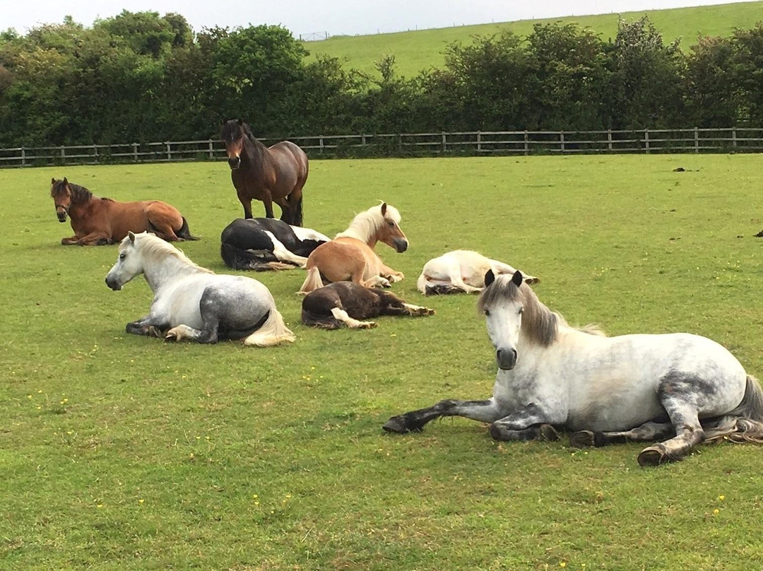 World Horse Welfare - Glenda Spooner Farm景点图片