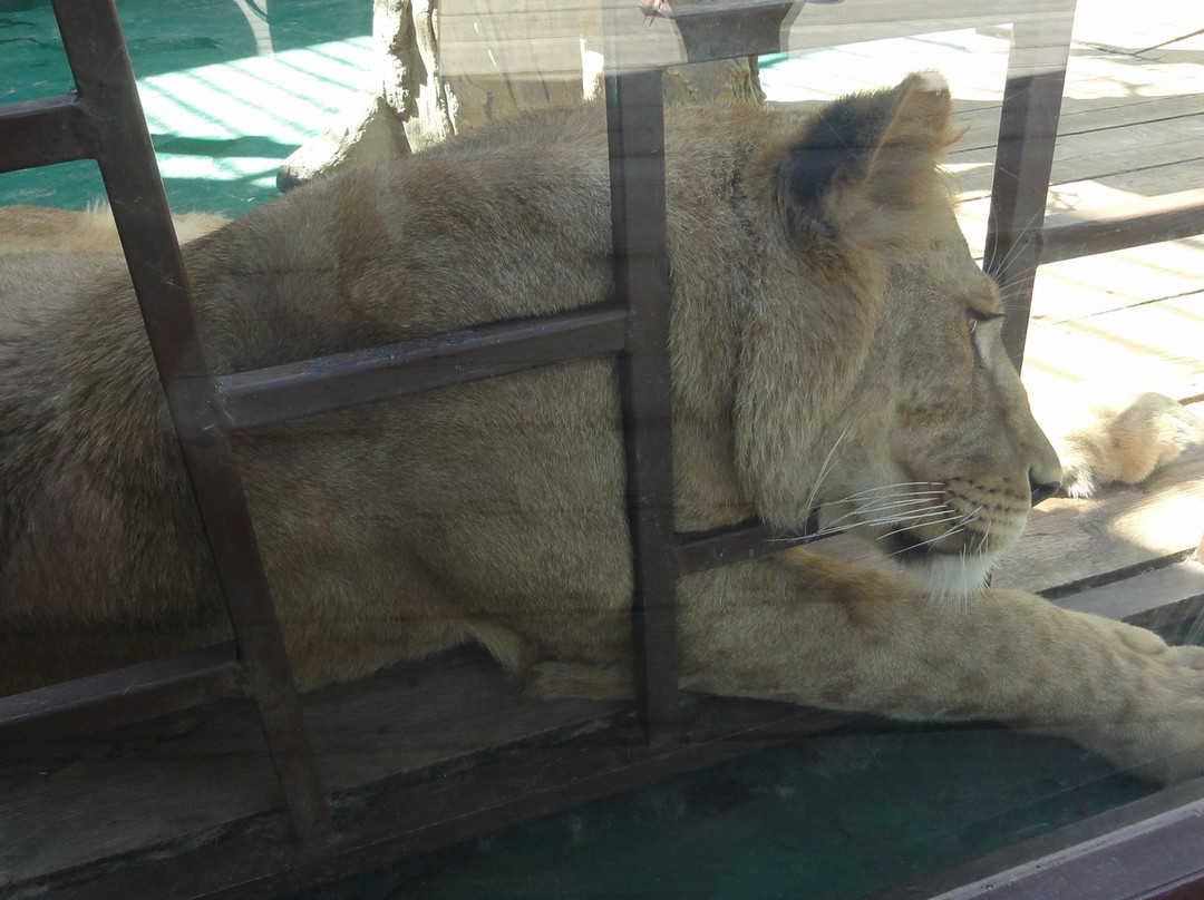 Balu Zoo-阿纳帕必去景点