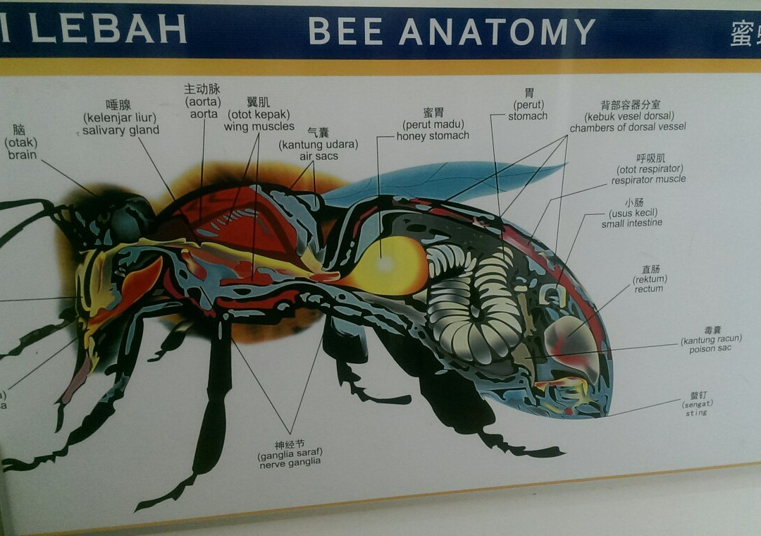 Bees Museum景点图片