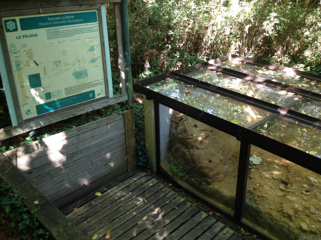 Reserve Naturelle Geologique de Saucats La Brede景点图片
