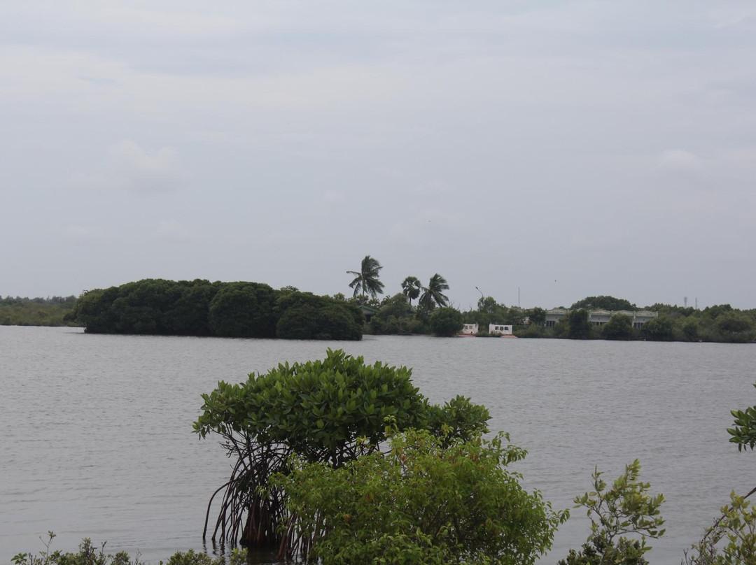 Pitchavaram Backwater景点图片