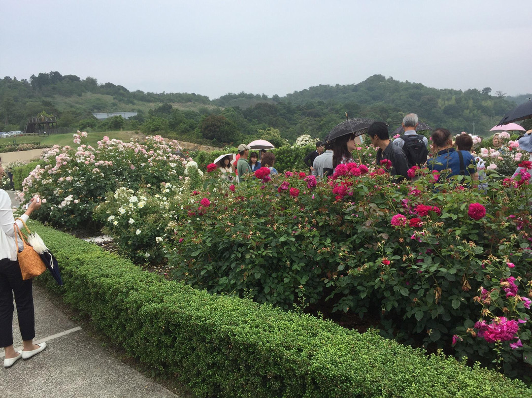 Hanasaki Farm / David Austin Roses-泉南市必去景点