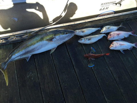 Rampant Charters-纳皮尔必去景点