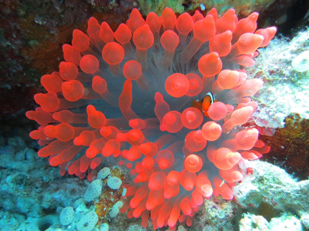 Barracuda Buceo Alona Dive-邦劳岛必去景点