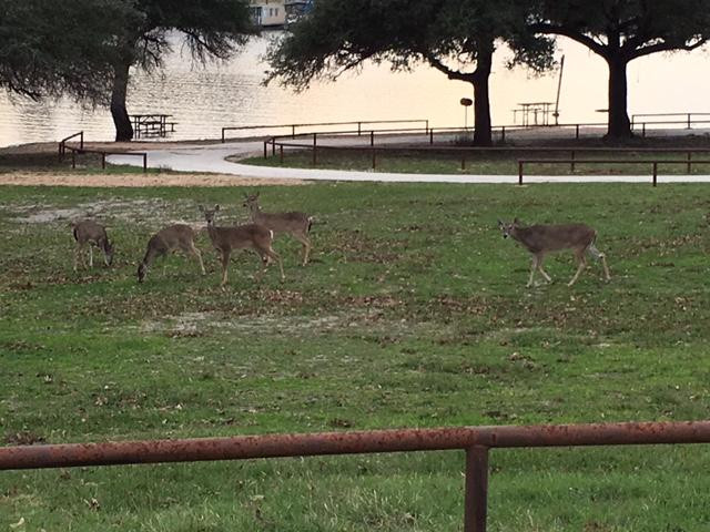 Lake Somerville Cabins