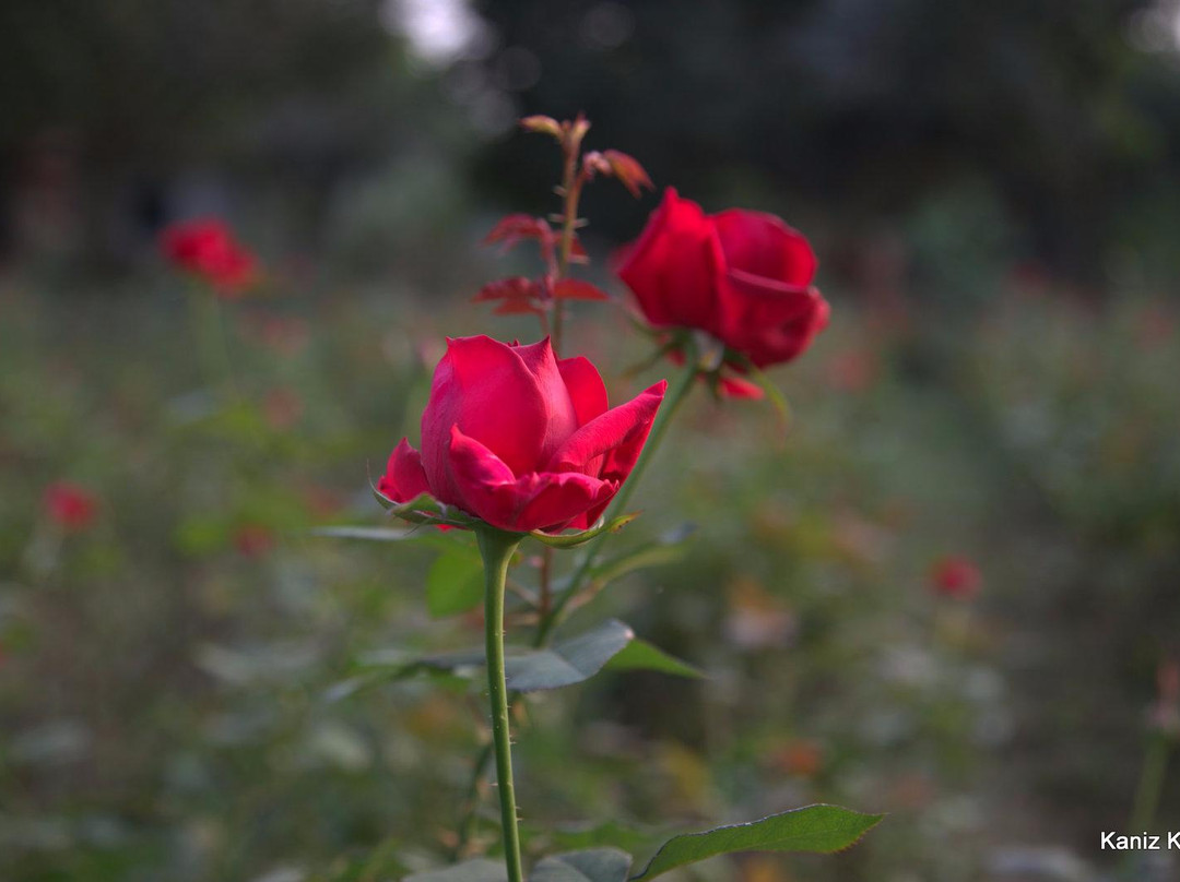 Sadullapur Flower Garden-萨瓦必去景点