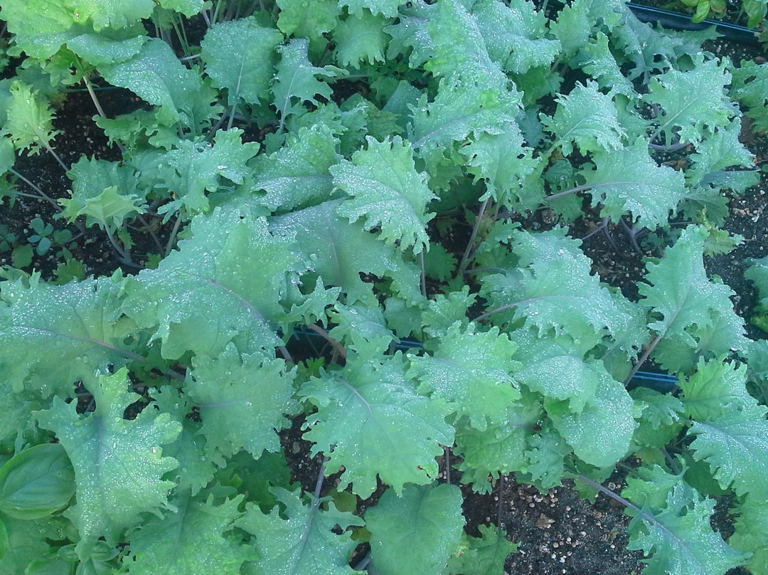 Eleuthera Island Farm-伊柳塞拉必去景点